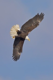 /userimg/oxNdJ/bald eagle 14 for print.jpg